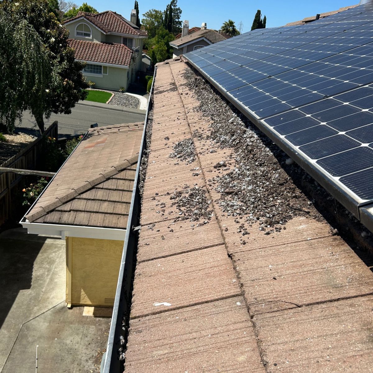 before-bird-abatement