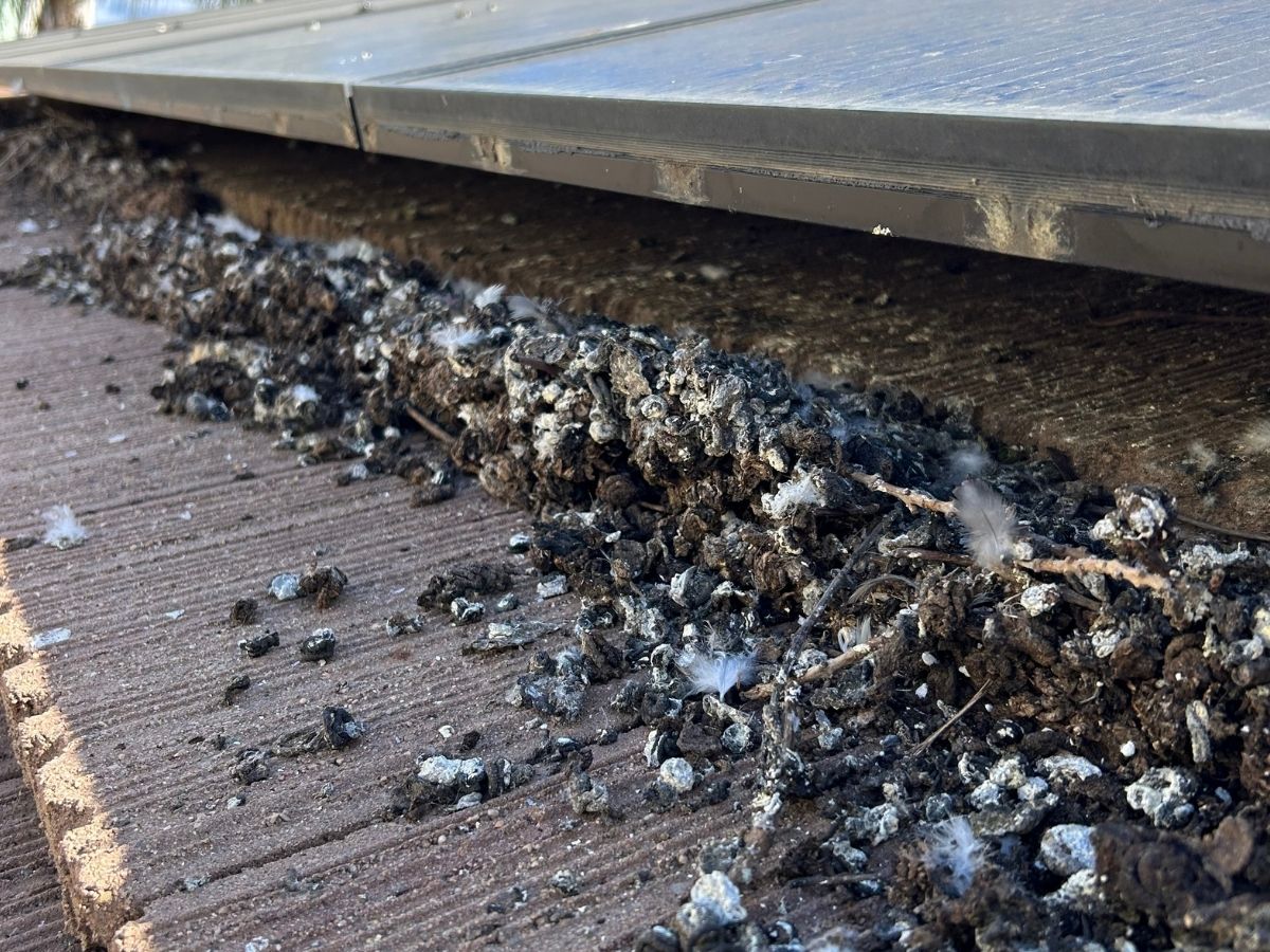bird-poop3